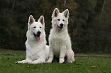 BERGER BLANC SUISSE - ADULTS ET PUPPIES 036